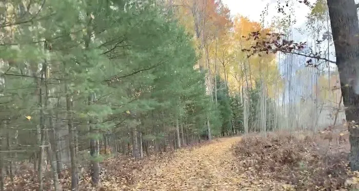 Woodlands Acres Campground Picture 5