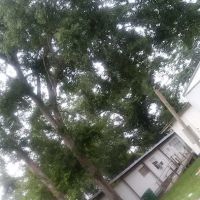 Trailer Park ico