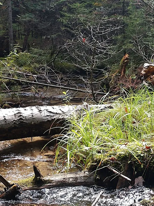 Au Sable River Camping Site 93D Picture 9
