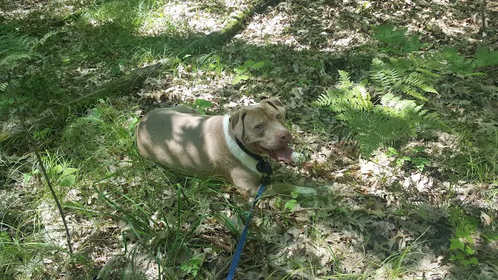 Highbank Lake Campground Picture 7