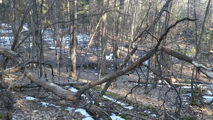 Bray Creek State Forest Campground Picture 3