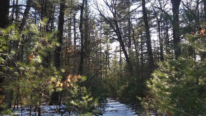 Bray Creek State Forest Campground Picture 9