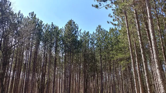 Carrieville State Forest Campground Picture 5
