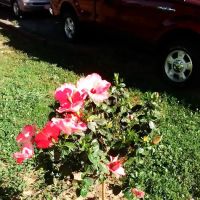 Southwood Pointe Mobile Home Park ico