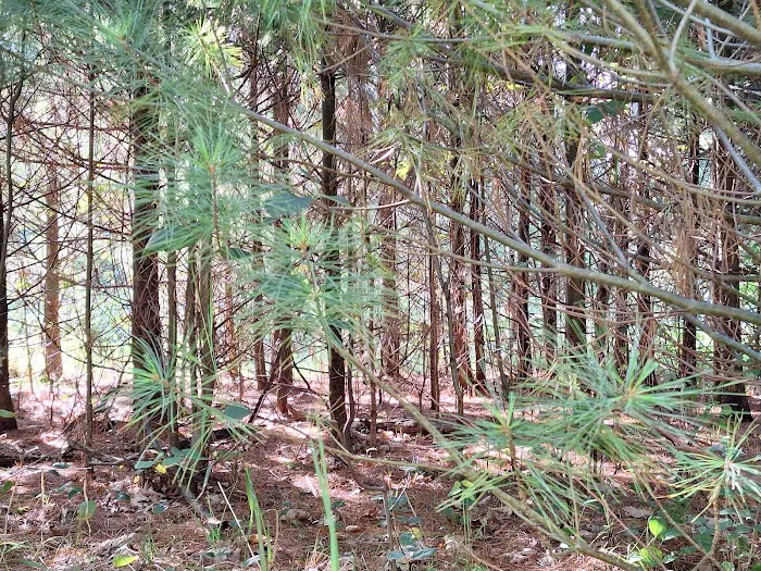 South Branch Campground Picture 7