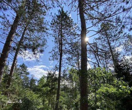 Canoe Harbor State Forest Campground