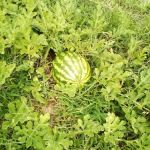 Pine Grove Mobile Home Park