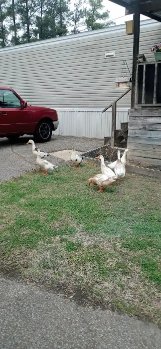 Pine Grove Mobile Home Park Picture 5