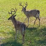 Midway RV Park