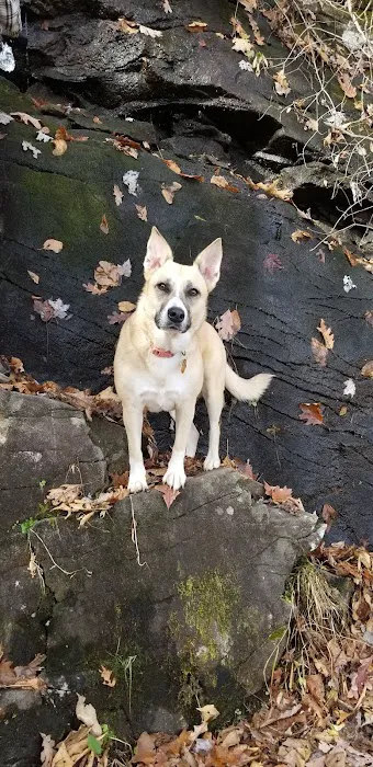 Tray Mountain AT Shelter Picture 9