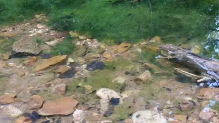 Creekbend Mobile Home Park Picture 5