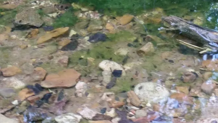 Creekbend Mobile Home Park Picture 2