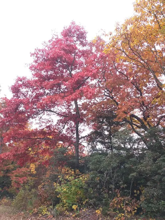 Cradle of Forestry In Amer I Picture 6