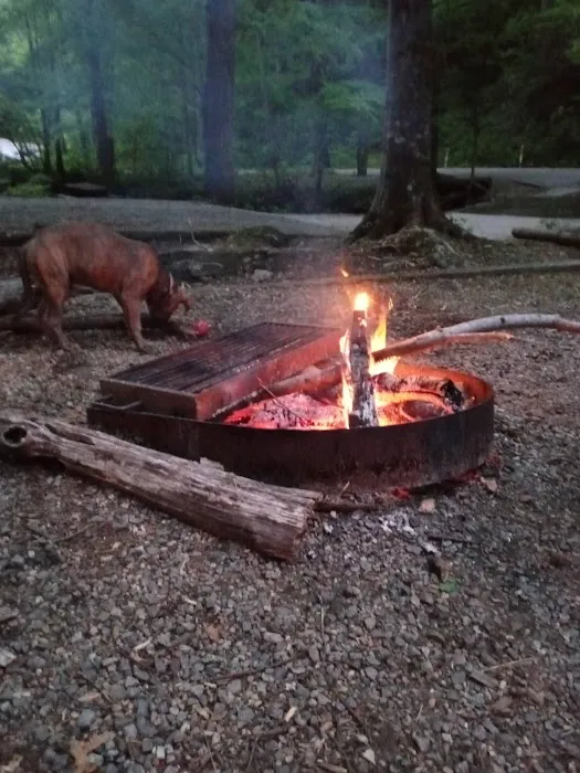 Andrews Cove Campground Picture 5