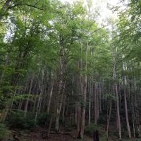 Backcountry Campsite #69 ico