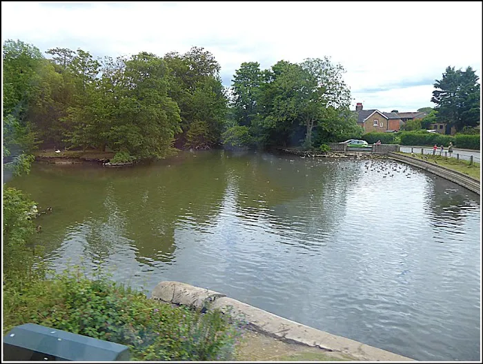 Duck search water Picture 1