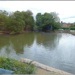 Duck search water