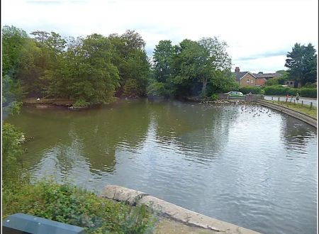 Duck search water