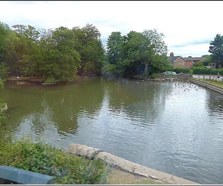 Duck search water