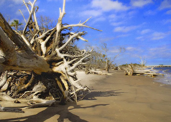 Hunting Island State Park Campground Picture 4
