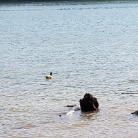 Cove Creek Campground ico