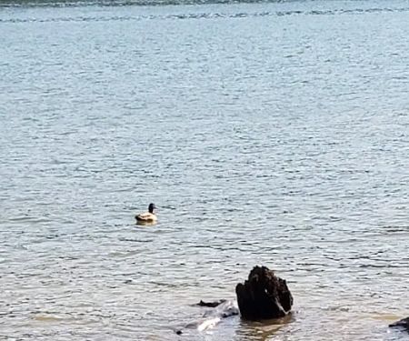 Cove Creek Campground