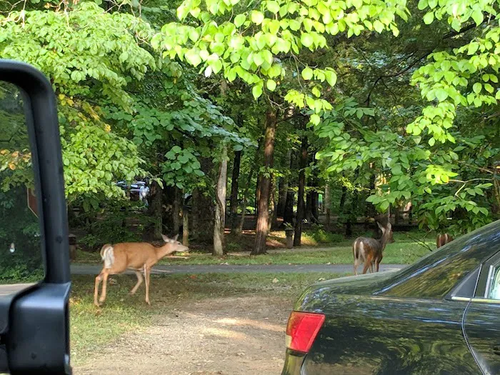 Mammoth Cave Campground Picture 7