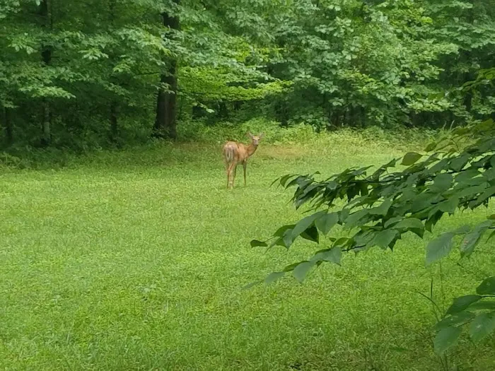 Mammoth Cave Campground Picture 6