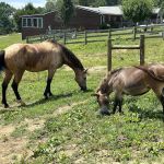 Double J Stables and Campgrounds