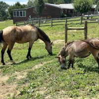 Double J Stables and Campgrounds ico