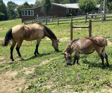Double J Stables and Campgrounds