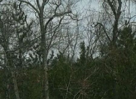 South Branch Trail Camp for the Shore to Shore Horseback and Hiking Trail