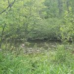 Lincoln Bridge State Forest Campground