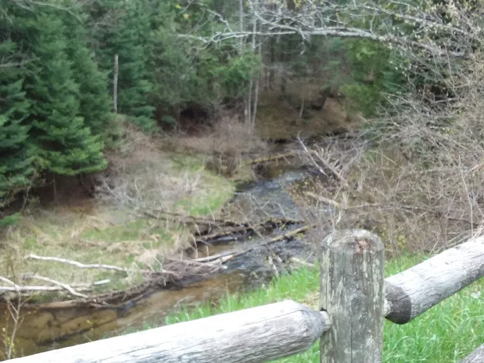 Hopkins Creek Trail Campground Picture 6