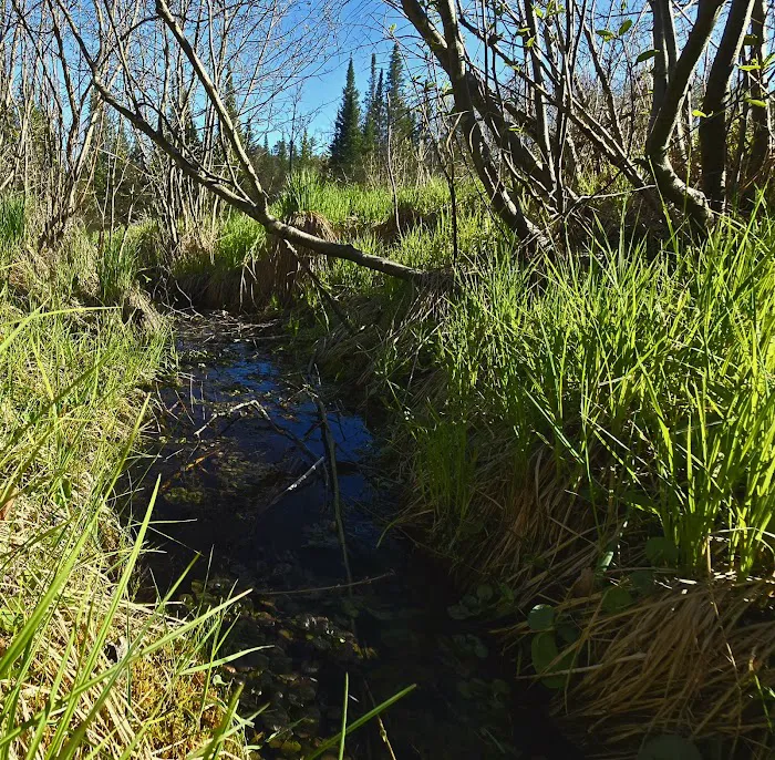 Meadow Springs Campground Picture 9
