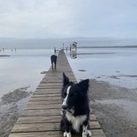 The Bay Getaway ico