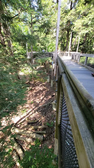 Hartwick Pines State Park Campground Picture 1