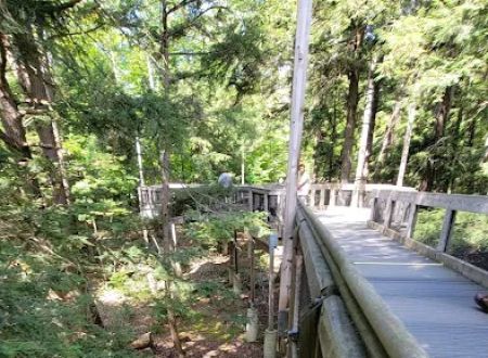 Hartwick Pines State Park Campground