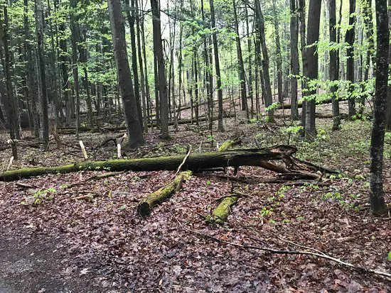 Hartwick Pines State Park Campground Picture 1