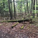 Hartwick Pines State Park Campground