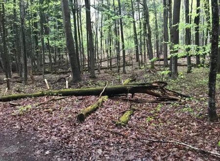 Hartwick Pines State Park Campground
