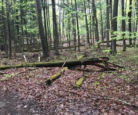 Hartwick Pines State Park Campground
