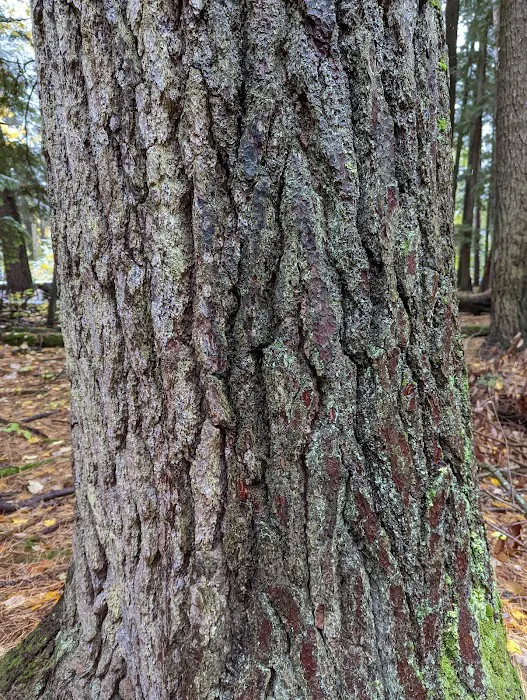 Hartwick Pines State Park Campground Picture 6