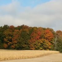 Whiskey Creek Condo Assoc. ico