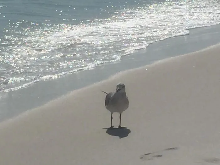 Destin Village RV Resort…. A Great Place To Bring Your Family! Picture 6