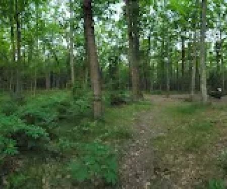 Whelan Lake Area