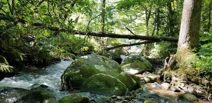 Backcountry Campsite #98 Picture 7