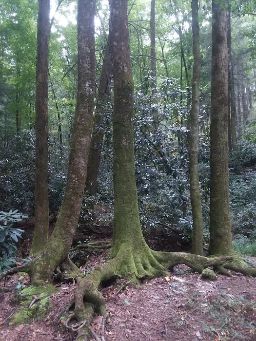 Jasus Creek Campground Picture 5