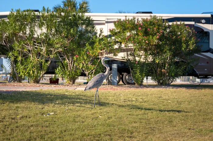 Destin West RV Resort Picture 5