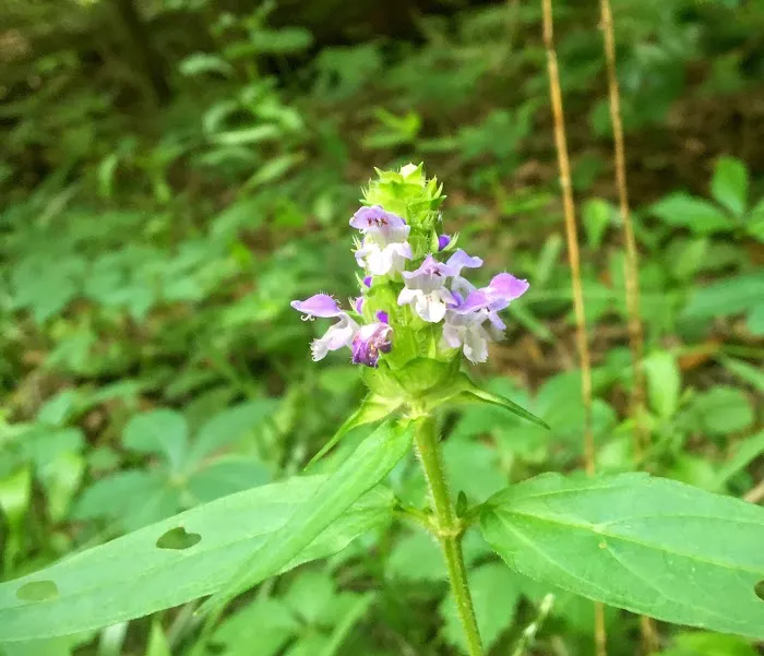 Brown Fork Gap Shelter Picture 2